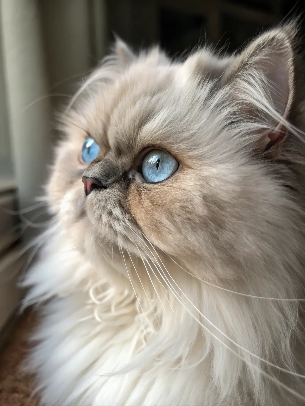 A close-up portrait of a fluffy Persian cat with striking blue eyes, set against a soft, blurred background to emphasize its luxurious fur and captivating gaze.